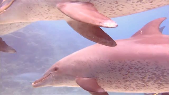 Дайвинг с дельфинами :)