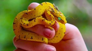 Самые Удивительные ЗМЕИ В Мире