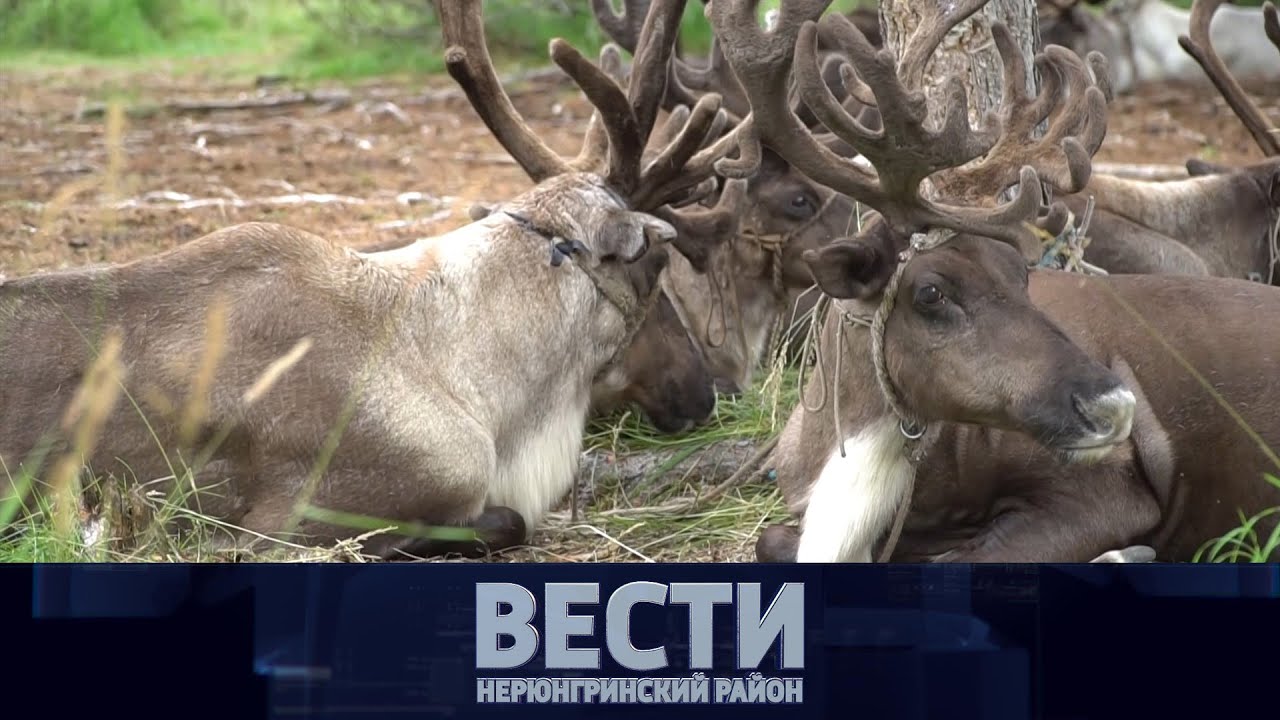 Выпуск от 13.08.2022: Спасение эвенков-оленеводов; всероссийский автопробег; соревнования боксёров. смотреть онлайн