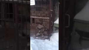 Бешенство у собаки