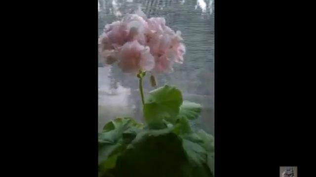 Лучшие сортовые пеларгонии . Пеларгония ❁Brookside Primrose ❁.