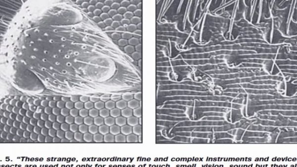 Anti Gravity Technology discovered from Nature II Viktor Grebennikov LEVITATING technology