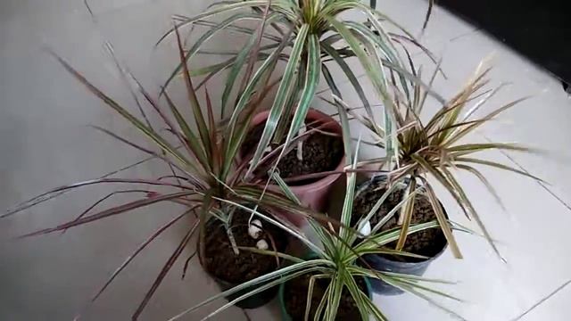 Care of dracaena /dragon plant. смотреть онлайн