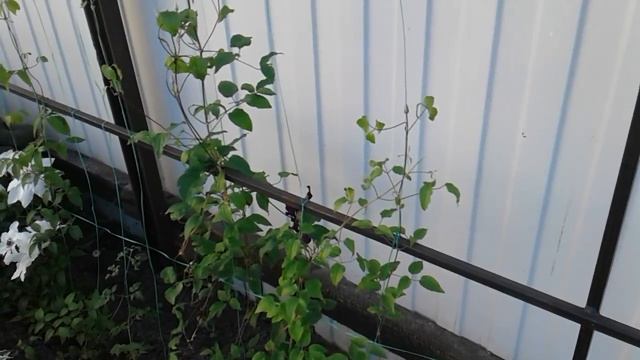 Пионы, розы клематисы и различные цветы нуждаются в фосфорно-калийных удобрениях смотреть онлайн