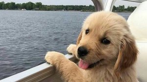 457 Leonardo Cohen - Dance me to the end of love