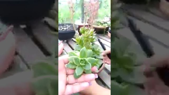 Decapitação de Echeveria gilva смотреть онлайн