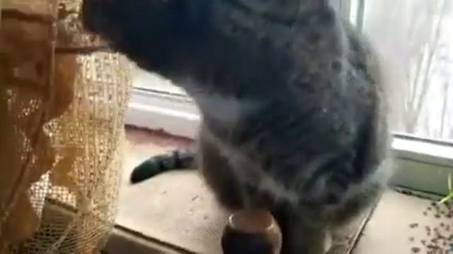 💖❄💖СОНЯМОМЕНТЫ 💖❄💖9.01.21- Снег Кружится, Летает и Тает!!... 😹😂💖❄💖❄💖❄💖❄💖 смотреть онлайн