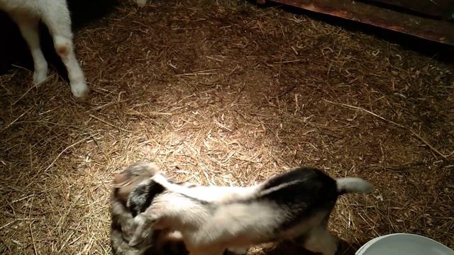 Козленок Зевс ищет Мам и Пап!