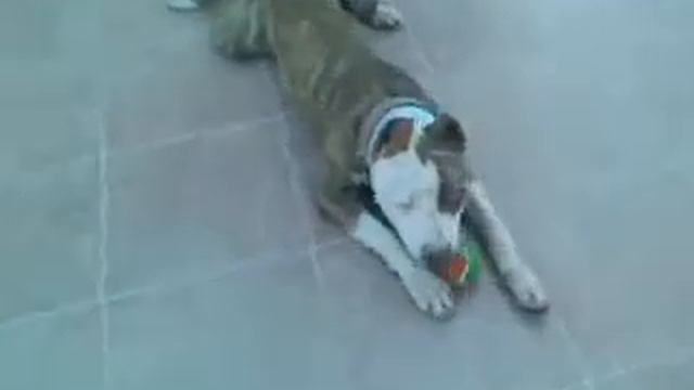 Dante tabasco pitbull 6 meses смотреть онлайн