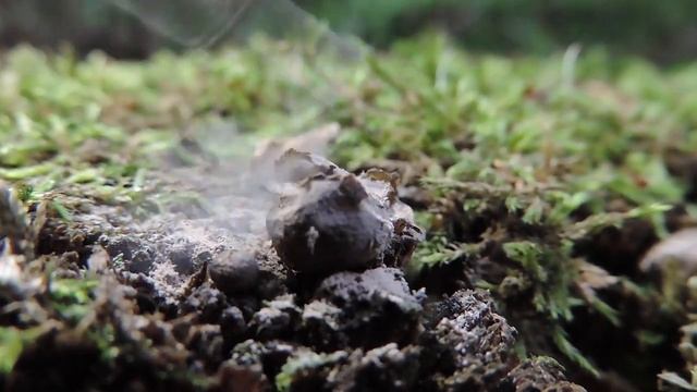 Śluzowiec Rulik Nadrzewny (Lycogala Epidendrum) Uwalnia Zarodniki