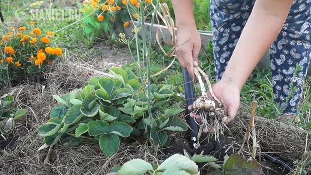 Когда сажать озимый чеснок смотреть онлайн