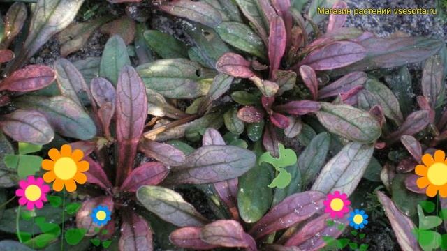 Живучка ползучая Дикси чип. Краткий обзор, описание характеристик ajuga reptans Dixie Chip смотреть онлайн