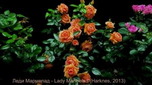 Как распускается роза Леди Мармелад - Lady Marmelad (Harknes, 2013)