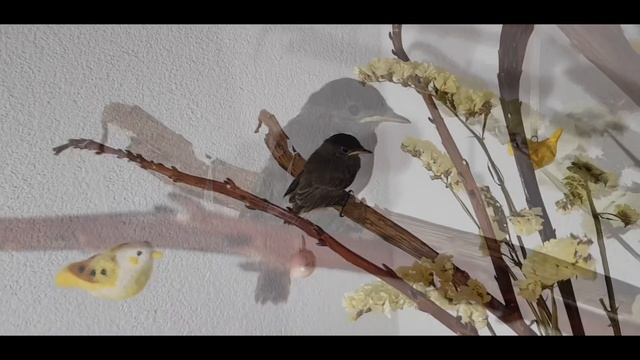 Горихвістка звичайна / Горихвостка / Чернушка смотреть онлайн