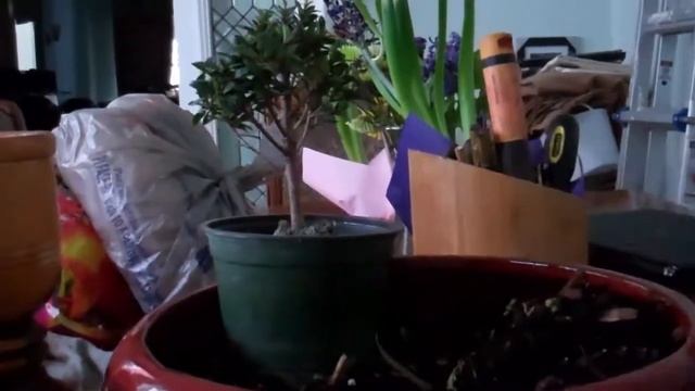 Cherry Brush Bonsai Initial Set Up смотреть онлайн