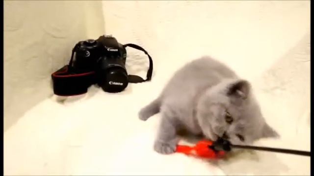 Элитный игрунчик с шикарной плюшевой шерстью! Британский котенок смотреть онлайн