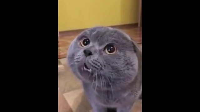 Галя!!! Галя!!! Галя!!! смотреть онлайн