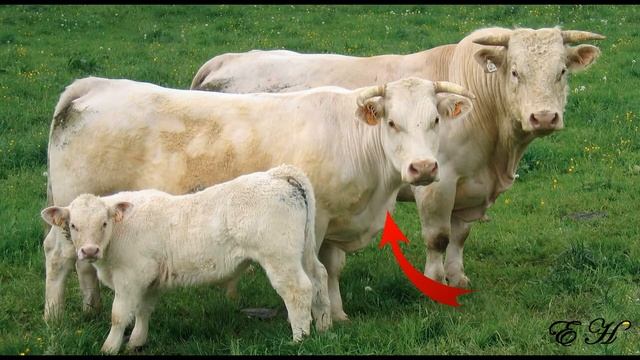 Домашние животные смотреть онлайн