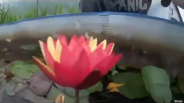 Nymphaea Wanvisa = КУВШИНКА С ДВУМЯ ЦВЕТАМИ! ЛИЛИЯ для пруда, самая оригинальная из нимфей! смотреть онлайн