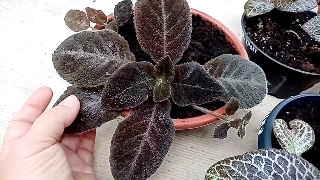 Будни. Надоело поливать эписции. Кое-что из новых сингониумов. смотреть онлайн