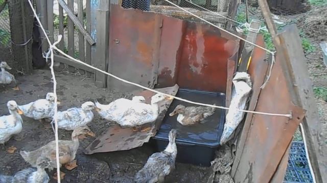 Строим сарай. Стены.//Колорадский жук//Козы//Утки//Огород... смотреть онлайн