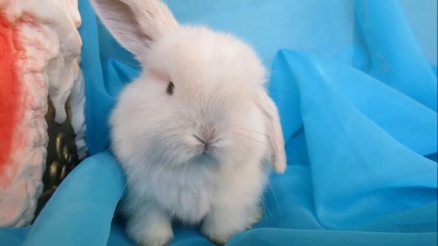 Карликовые крольчата питомника Московский МиниКролик смотреть онлайн