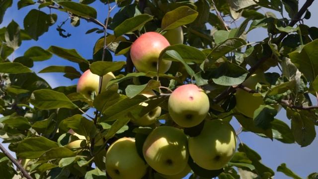 Сорт яблони Водарц(Wodarz) смотреть онлайн