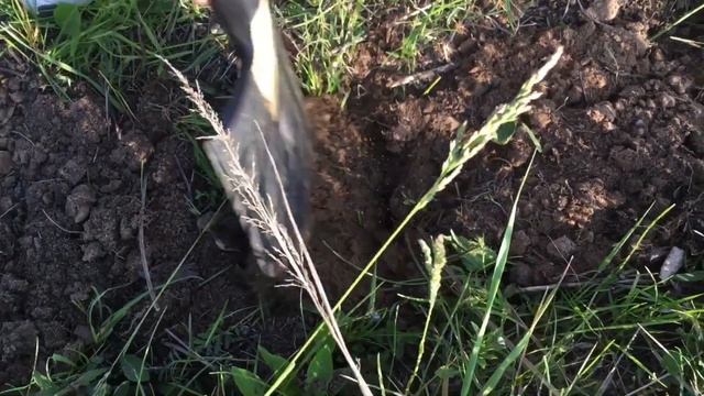 Нашел семена цветов, решил им дать шанс расцвести - посадил душистый табак и махровые гвоздики смотреть онлайн