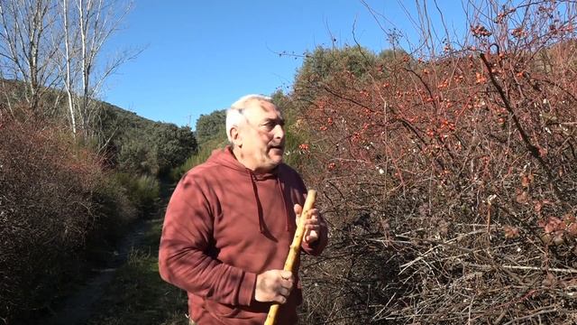 Rosal Silvestre - Rosa Canina
