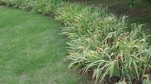 Мои любимые неприхотливые сорта винограда и декоративный виноград