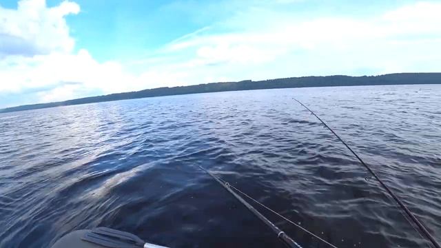 Ловили судака а наловили Бершей. Берш как из пулемёта на каждом забросе!!!!!