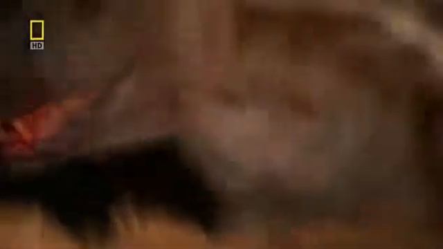 Самые ОПАСНЫЕ животные от пустыни до саванны смотреть онлайн