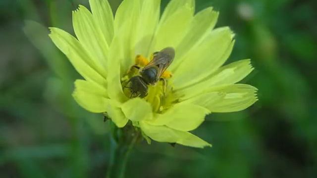 Native bee foraging on Pyrrhopappus carolinianus смотреть онлайн