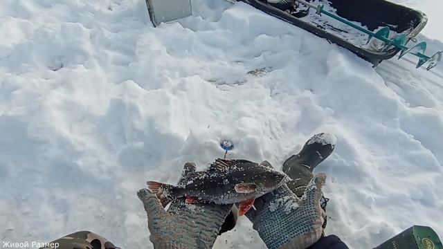 Щука на жерлицу | Толстенный лед | Горбачи на удочку | Рыбалка весной | house in the forest смотреть онлайн