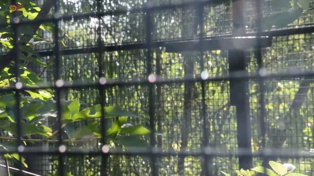 Fort Wayne Children's Zoo Keeper Chats: Day in the Life of a Zookeeper смотреть онлайн