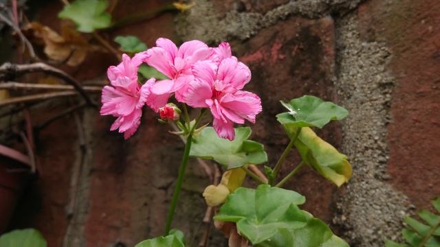 Geranio Hiedra (Pelargonium peltatum) смотреть онлайн