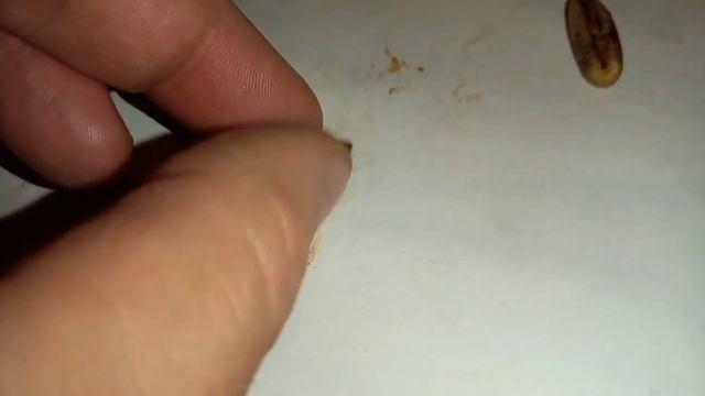 Пальма! Как вырастить за 6 месяцев-100% результат ! смотреть онлайн