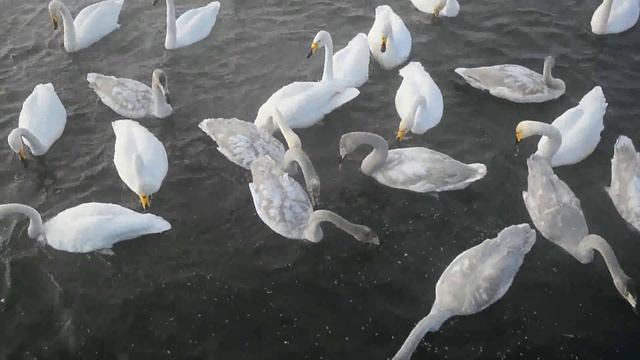 altapress.ru: Лебеди зимуют на Алтае на незамерзающем озере смотреть онлайн