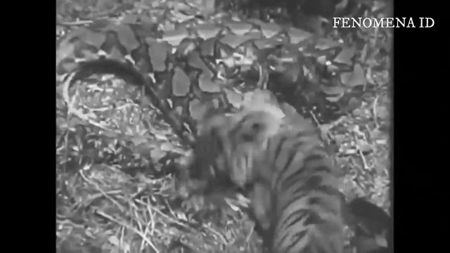 Seekor Ular Piton Melakukan Hal Ini Kepada Seekor Monyet, Namun Endingnya Si Monyet Segera Sadar! смотреть онлайн