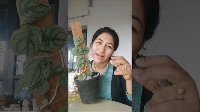 புதுசா செடி வாங்கிட்டேன் /Monstera Dubia Live Plant In Thamizhachi Garden's Live смотреть онлайн