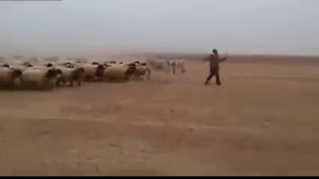 Парад в пустыне смотреть онлайн