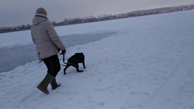 Прогулка с любимой хозяйкой на реке увелка смотреть онлайн