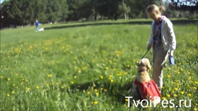 Рюкзак для собаки смотреть онлайн