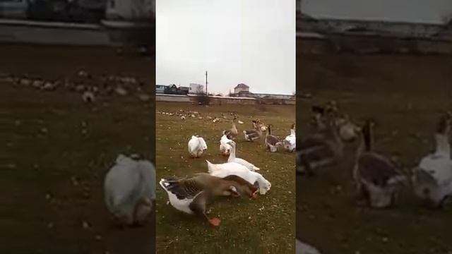 Племенные Камагоры, Холмогорские, Тульские, Горьковские, Еденские? смотреть онлайн