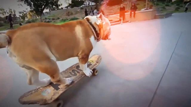 Смешные животные - 2 // Александр Самсонов смотреть онлайн