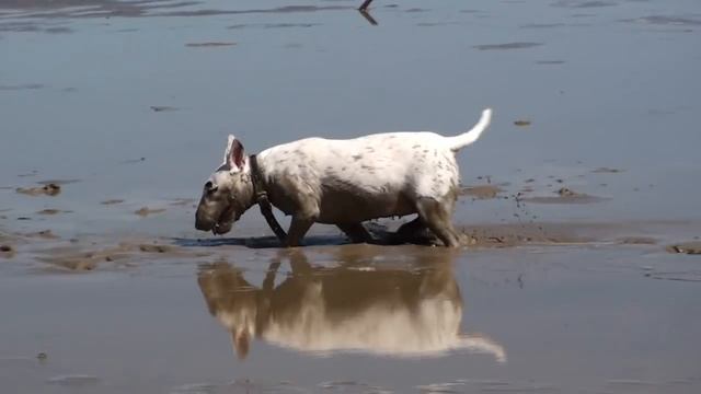 Бультерьер на отдыхе / Bull Terrier Relax