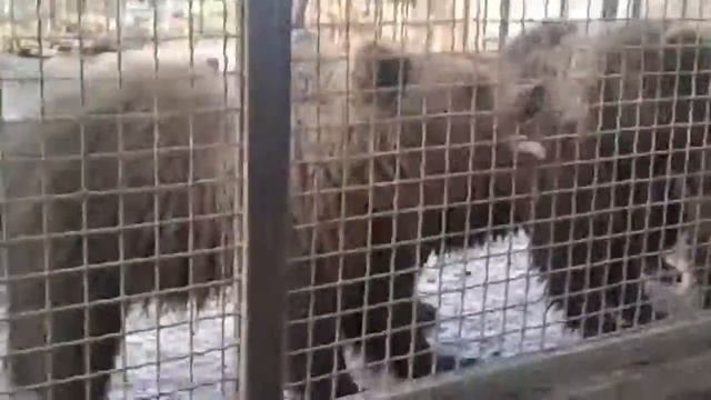 Мидведь,праказник?? смотреть онлайн