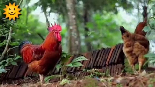 FUNNY CHICKEN DANCE 5 │ Chicken Song & Videos 2021 | Chicken Dance смотреть онлайн
