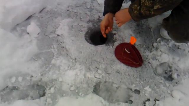 Так должен выглядеть живец на жерлицах. смотреть онлайн