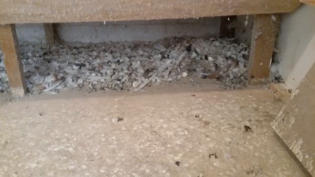 Голубятня внутри.Mein Taubenschlag.